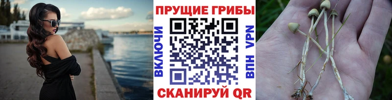 Псилоцибиновые грибы ЛСД  Вологда 